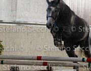 Berlin dei Folletti TosTour2013- S4 6288 : Arezzo, Arezzo Equestrian Centre, Berlin dei Folletti, Cavalli d'Italia, Toscana Tour 2013, foto di Stefano Secchi ©